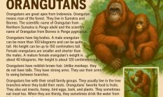 Orangutans: Mereka Hanya Bisa Memandang… Saat Pohon Terakhir di Hutan Mereka Ditebang